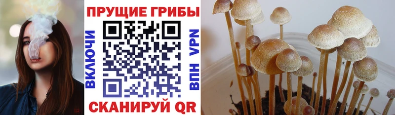 Галлюциногенные грибы Cubensis Руза